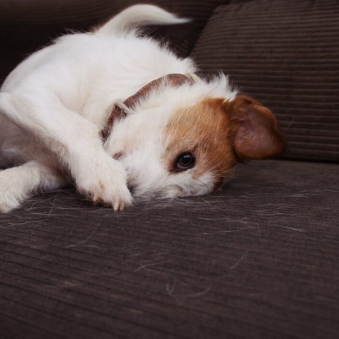 Car Detailing for Pet Owners: How to Remove Pet Hair and Odors