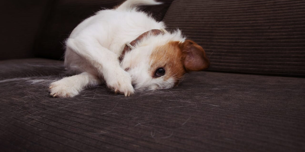 Car Detailing for Pet Owners How to Remove Pet Hair and Odors